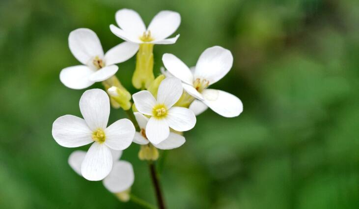 Arabidopsis thaliana plant